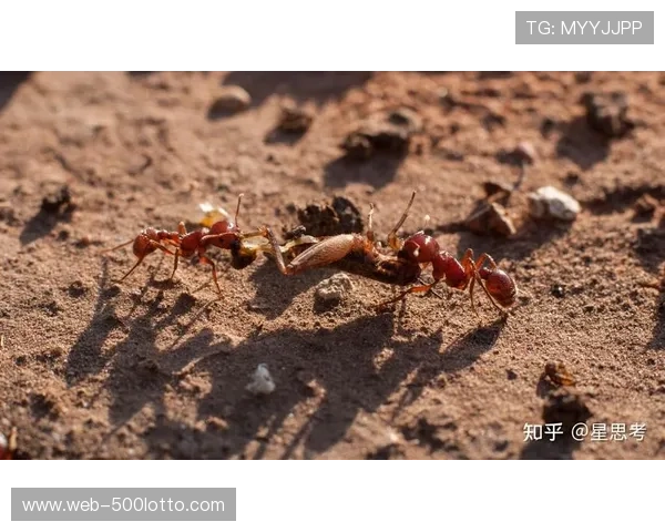 自组织与自适应能力在赛事生态中涌现，形成良性循环